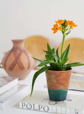 DOLV 豆绿 圣心百合 小众橙色小花盆栽室内客厅装饰植物桌面绿植