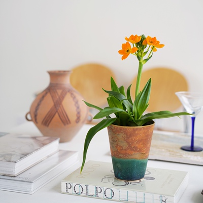 DOLV 豆绿 圣心百合 小众橙色小花盆栽室内客厅装饰植物桌面绿植