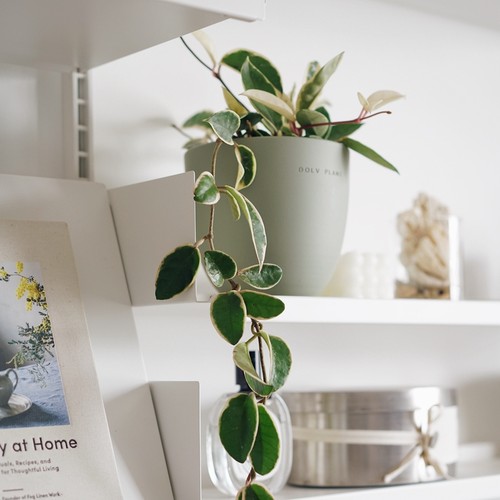 克林克球兰锦三色球兰藤蔓植物