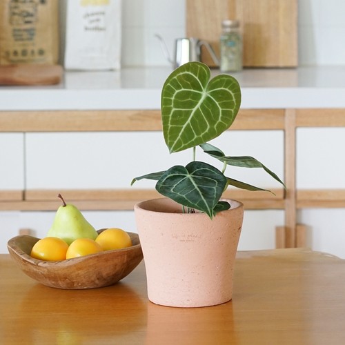 豆绿克莱恩水晶花烛盆栽