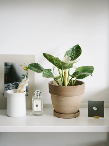 DOLV Фасоль, зеленая платина, алмаз, филодендрон, филодендрон в скандинавском стиле, эстетика растения, комнатное настольное зеленое растение, горшечные растения