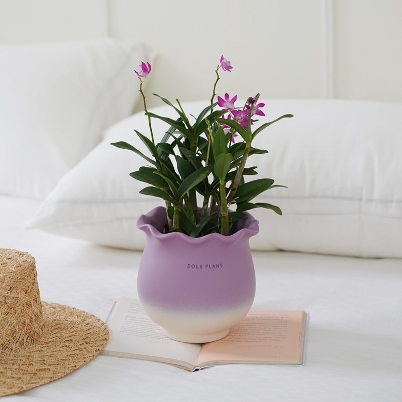 豆绿香水石斛四季花卉