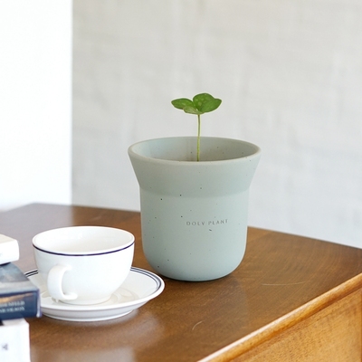 豆绿墨西哥铁树幸运草盆栽