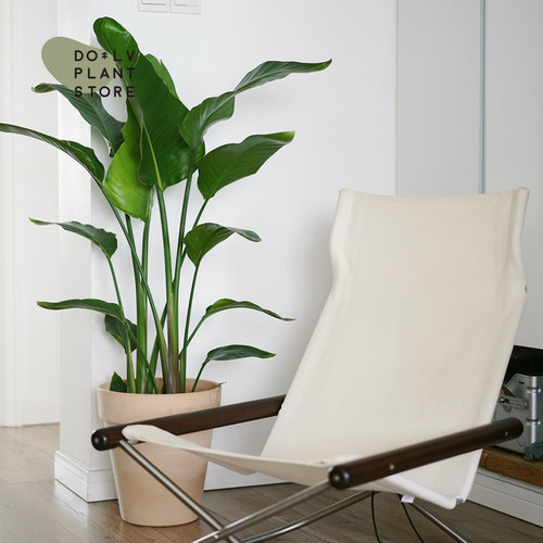 DOLV 豆绿 大型天堂鸟鹤望兰 北欧室内观叶植物 清新氛围家居绿植