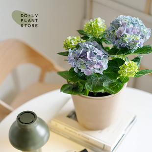 DOLV 梦幻绣球花 荚蒾雪球 无尽夏梦幻浪漫开花家居庭院植物 豆绿