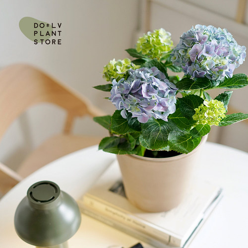 梦幻绣球无尽夏庭院花卉绿植