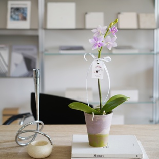 DOLV 豆绿 紫水仙蓝宝石水晶蝴蝶兰洋兰花期长新家送礼开花盆栽