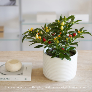 小众节日氛围新家宝藏桌面盆栽趣味开花结果 苹果彩椒 DOLV 豆绿