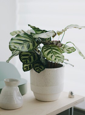 DOLV 豆绿 孔雀竹芋北欧油画风格室内耐阴盆栽观叶植物家居绿植