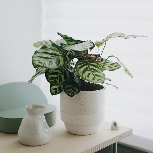 DOLV 豆绿 孔雀竹芋北欧油画风格室内耐阴盆栽观叶植物家居绿植 - 封面