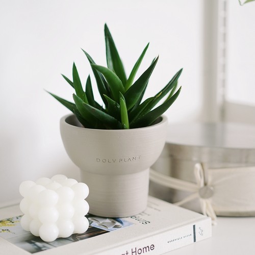 豆绿韩国芦荟北欧奶油风