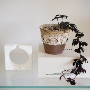 DOLV 豆绿 厄瓜多尔紫茄藤蔓爬藤垂吊植物喜阴氧气雨林缸绿植盆栽