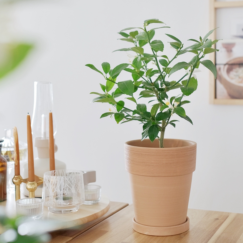 台湾香水柠檬家居绿植盆栽