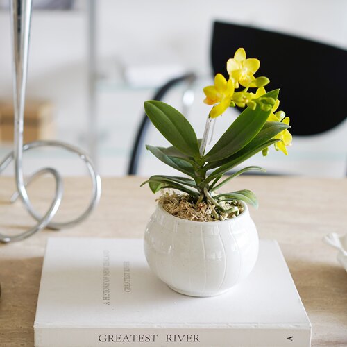 香奈儿蝴蝶兰盆栽淡香