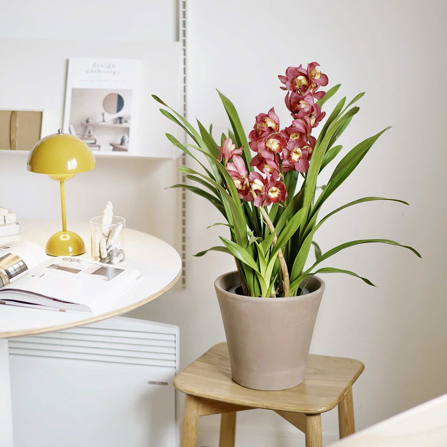 豆绿葡萄美酒大花蕙兰