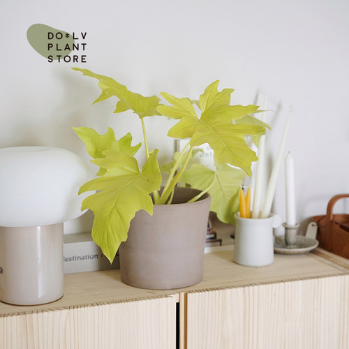 豆绿黄金瓦塞维奇蔓绿绒