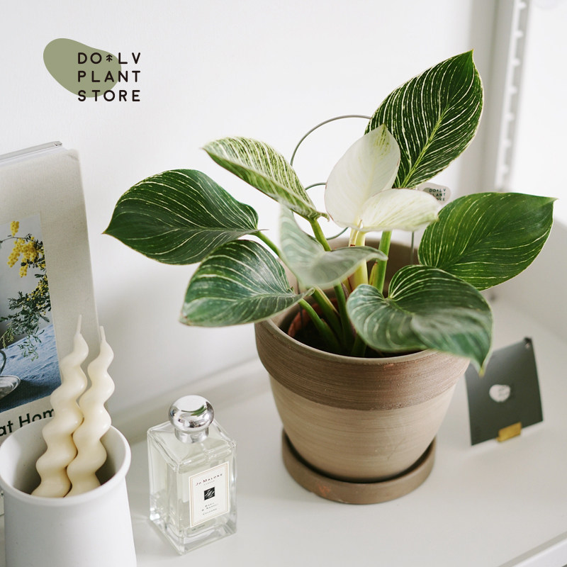 dolv 豆绿 铂金钻蔓绿绒 东南亚热带喜林芋 风情家居植物栽好发货