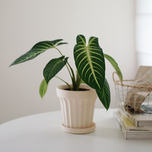 乳脉千年芋北欧风美学植物盆栽