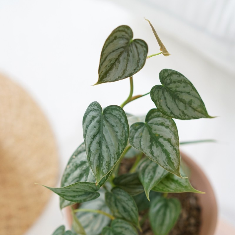 DOLV 豆绿 白兰地蔓绿绒 北欧ins小众清新室内阳台好养桌面盆栽