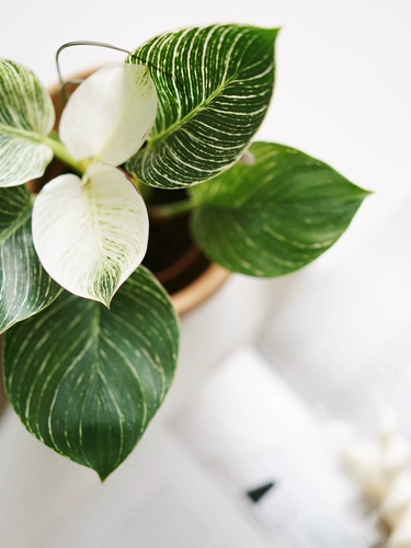 DOLV Фасоль, зеленая платина, алмаз, филодендрон, филодендрон в скандинавском стиле, эстетика растения, комнатное настольное зеленое растение, горшечные растения