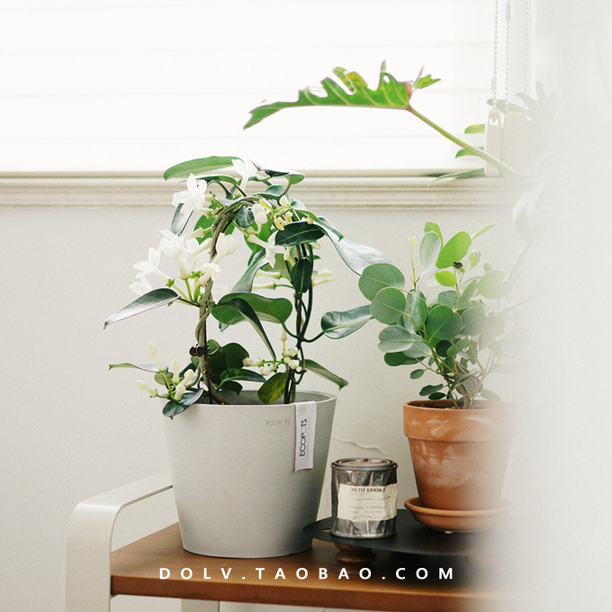dolv 豆绿 马达加斯加茉莉 北欧室内浪漫开花植物花卉盆栽栽好