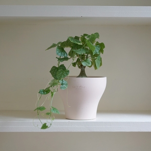 DOLV 豆绿 北欧Laita莱塔花盆 莫兰迪色系极简艺术盆植物绿植花器