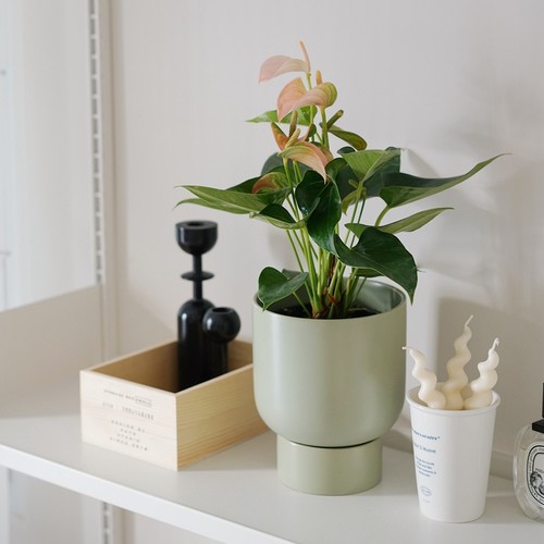 豆绿桃色朱莉花烛四季常开花卉