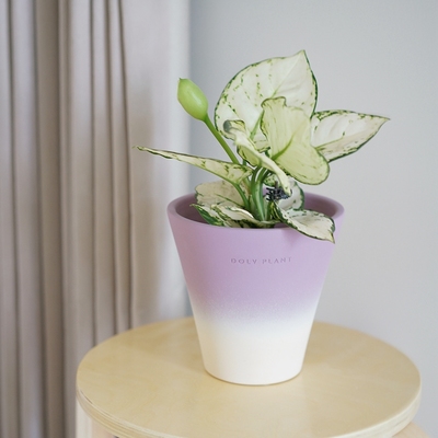 豆绿白如意公主粗肋草