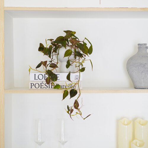 云母蔓绿绒北欧风趣味爬藤植物