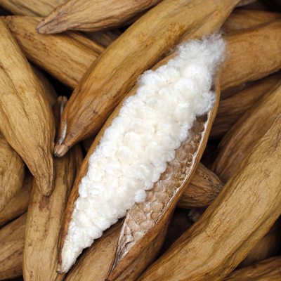 天然木棉果实海南天然带籽木棉枕头枕芯散装填充物仓鼠保暖木棉