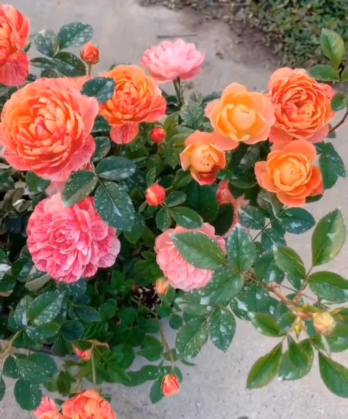 新品【果汁飞溅月季花苗】微型芽变多季勤花多头阳台庭院