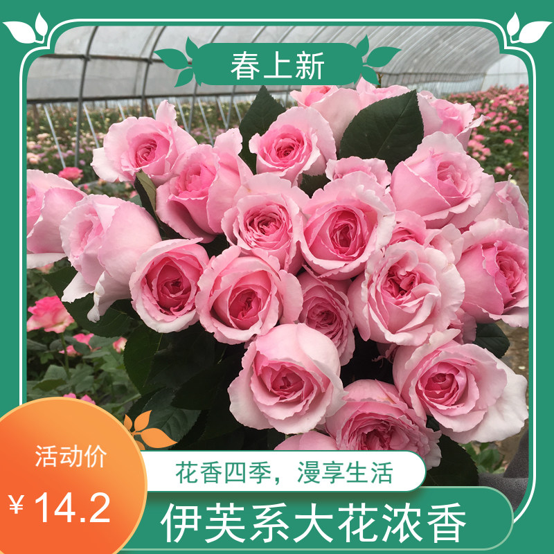 【伊芙马蒂诺风琴月季花大苗】大花浓香庭院盆栽切花粉色蕾丝边