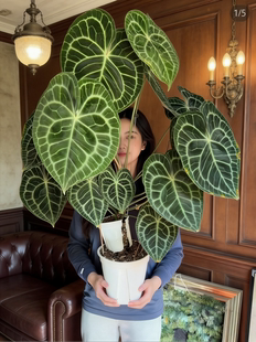 克莱恩花烛室内绿植桌面办公盆栽好养易活四季开花绿植色植物