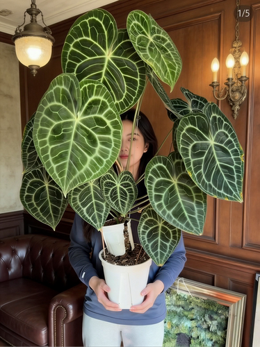 克莱恩花烛室内绿植桌面办公盆栽好养易活四季开花绿植色植物