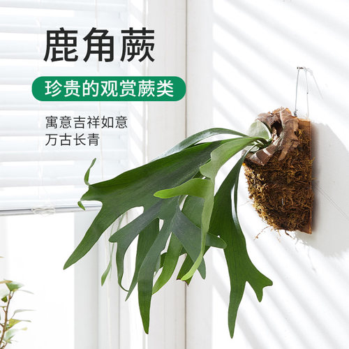 伴兮鹿角蕨北欧风壁挂耐阴易养