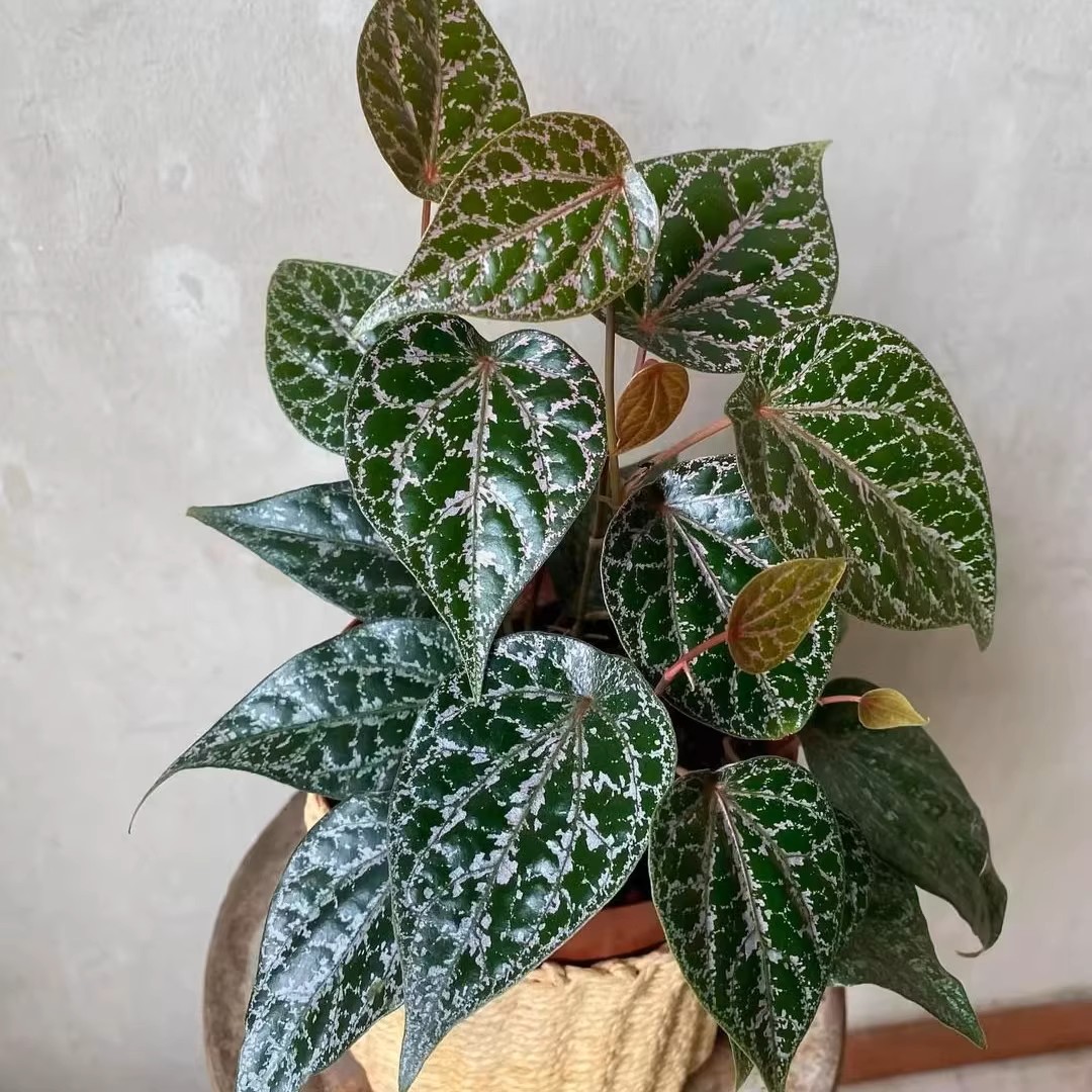 瑰丽水晶胡椒垂吊植物爬藤盆栽