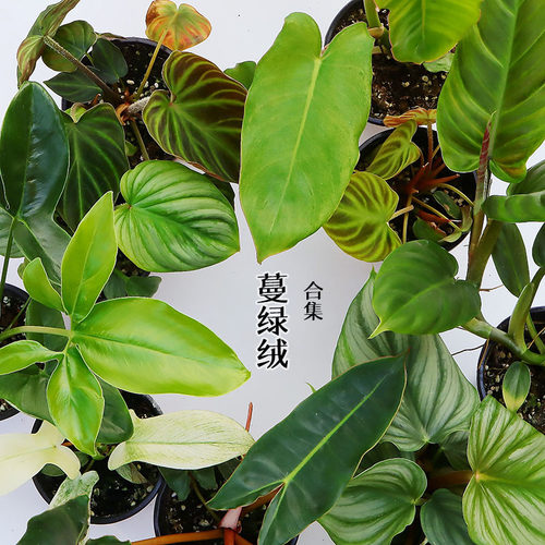蔓绿绒大叶耐阴室内盆栽