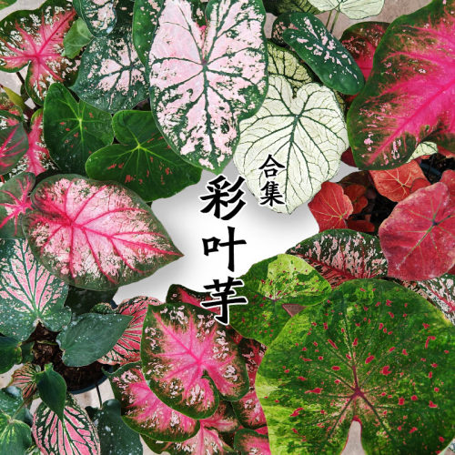 伴兮泰彩彩叶芋种球宿根观叶植物