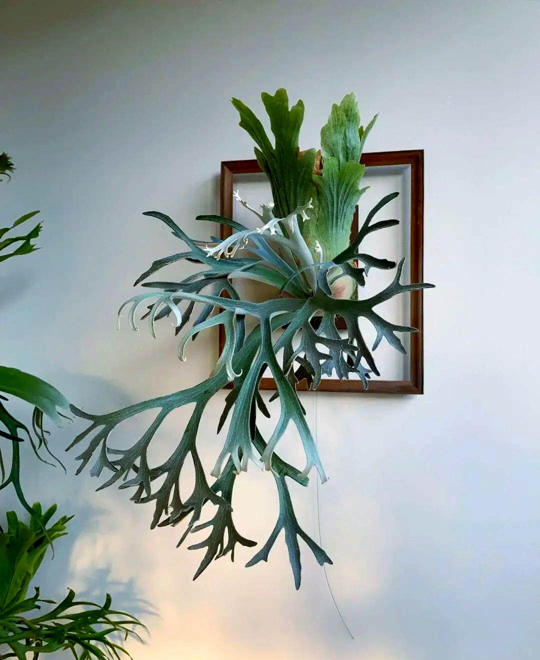 二岐鹿角蕨进口稀有绿植盆栽室内进口植物ins简约好养观叶盆栽