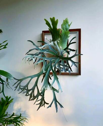 二岐鹿角蕨进口稀有绿植盆栽室内进口植物ins简约好养观叶盆栽