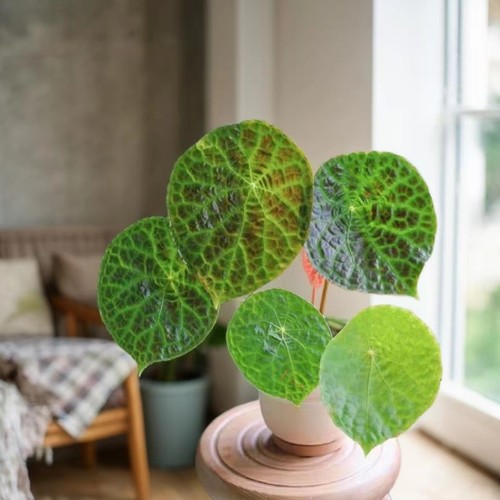 福寿蟆叶秋海棠盆栽易养热植