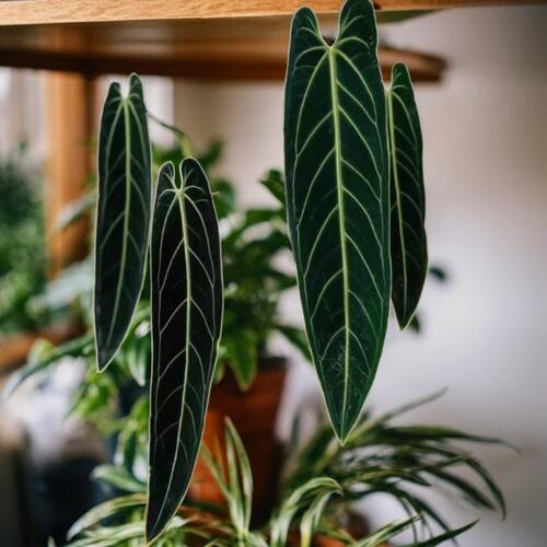 火鹤后花烛垂吊高档易养大型观叶绿植四季常青好养耐阴热植