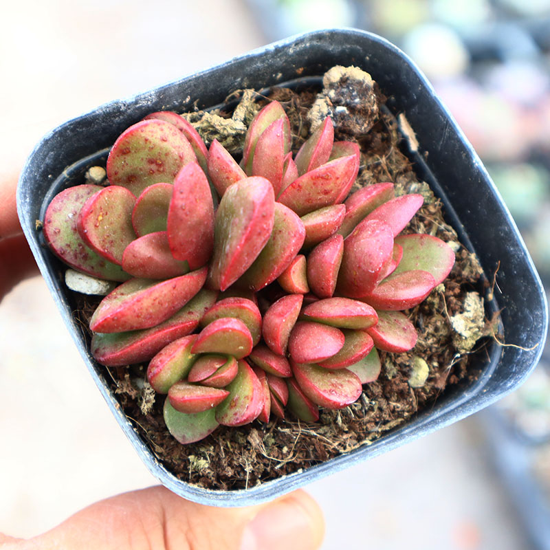 克拉夫多肉植物群生阳台花卉绿植盆栽含盆带土大颗多头群生包邮