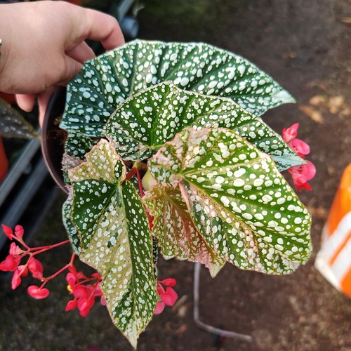 富士山锦秋海棠盆栽室内阳台桌面好养易活四季开花花卉绿植物