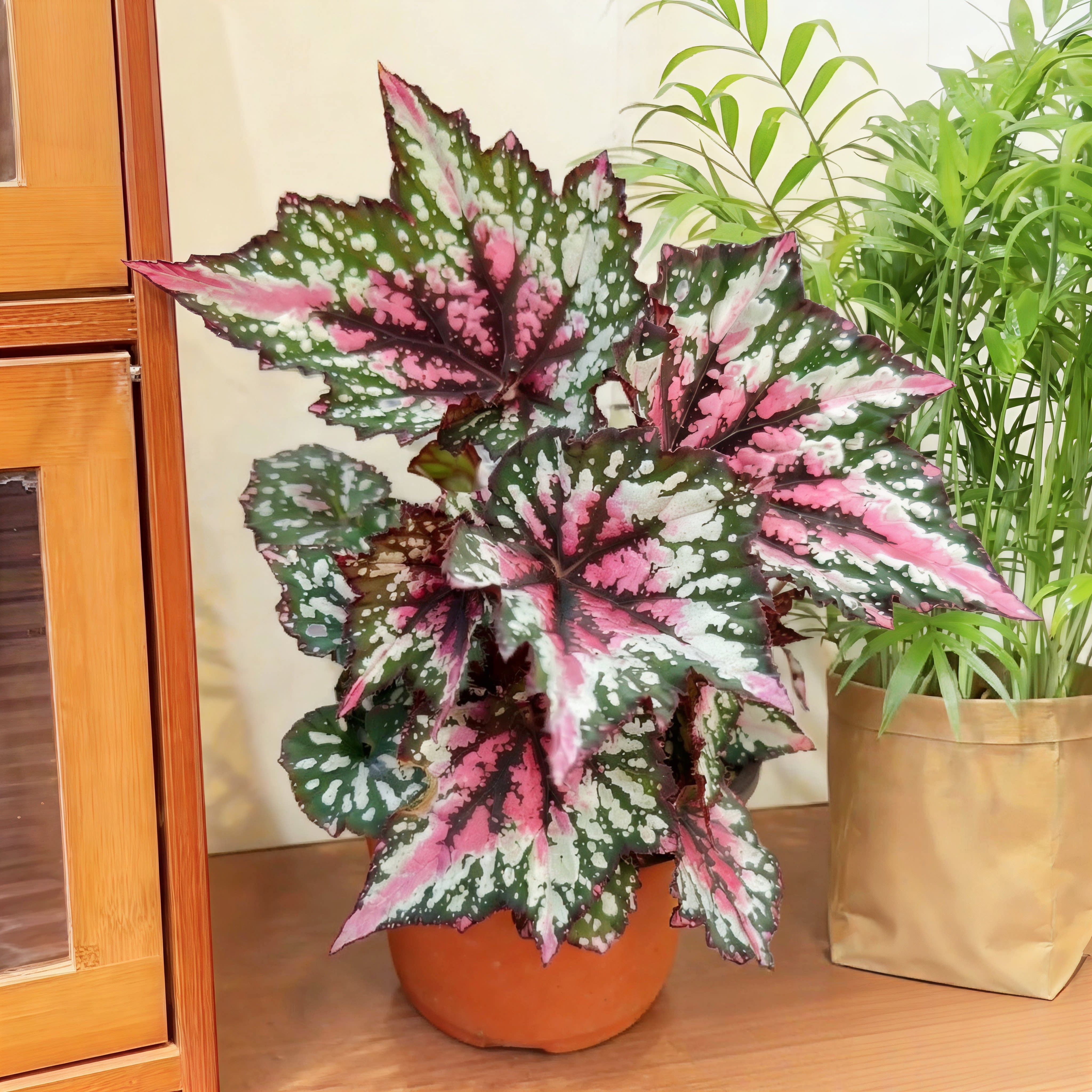 圣尼克秋海棠花卉绿植热植盆栽易养办公室内净化空气观叶植物