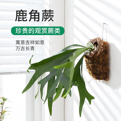 伴兮鹿角蕨北欧风壁挂耐阴易养