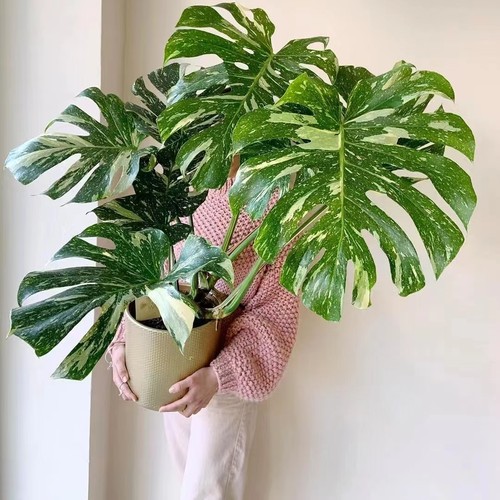 伴兮洒金龟背竹耐阴易养