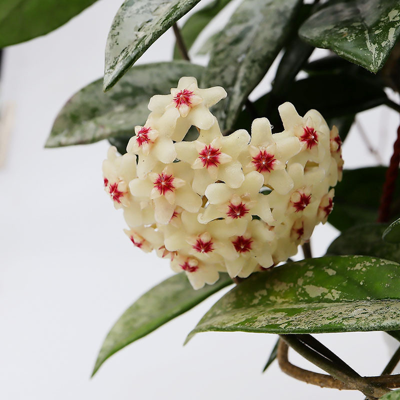 球兰盆栽绿植室内吊兰花卉客厅四季开花阳台花苗植物爬藤攀援绿植