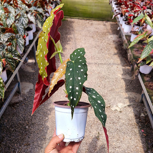 鳟鱼秋海棠观叶盆栽海棠室内桌面办公明亮绿植鲜花绿植花卉