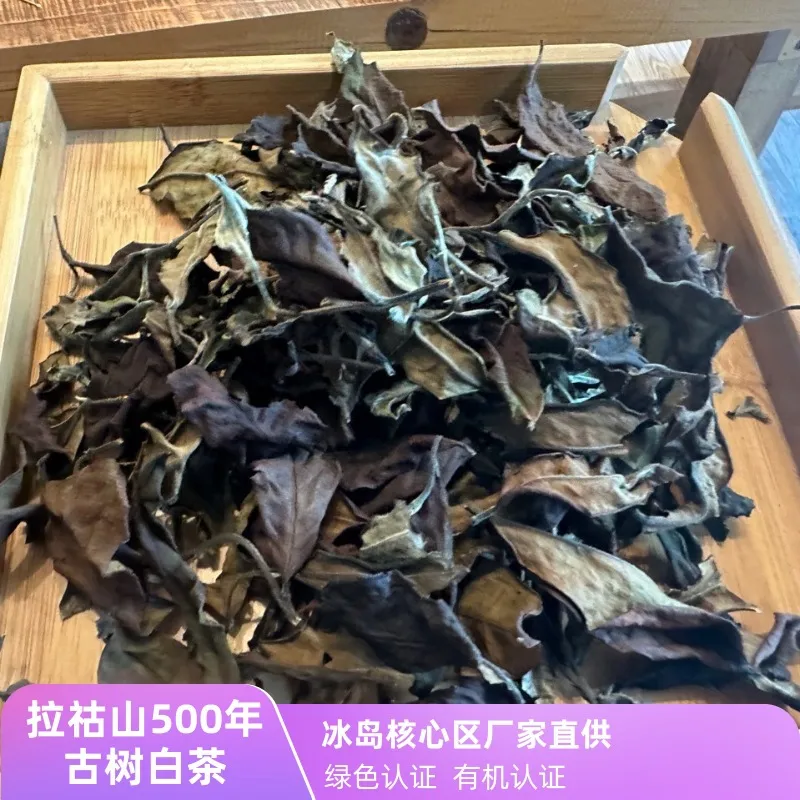 2023年500年古树白茶冰糖韵媲美冰岛老寨古树白茶的赛冰岛白茶